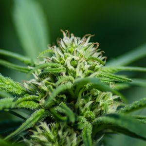 BC Purple Star